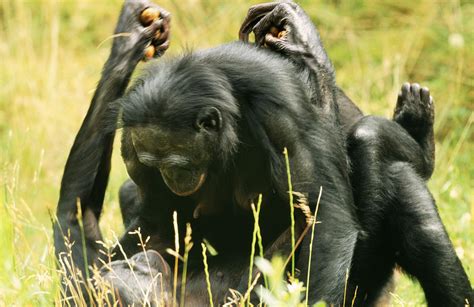 Bonobo (Pan paniscus) pair mating face to fac', Lola Ya Bonobo Sanctuary, Democratic Republic of Congo. . Bonobo mating